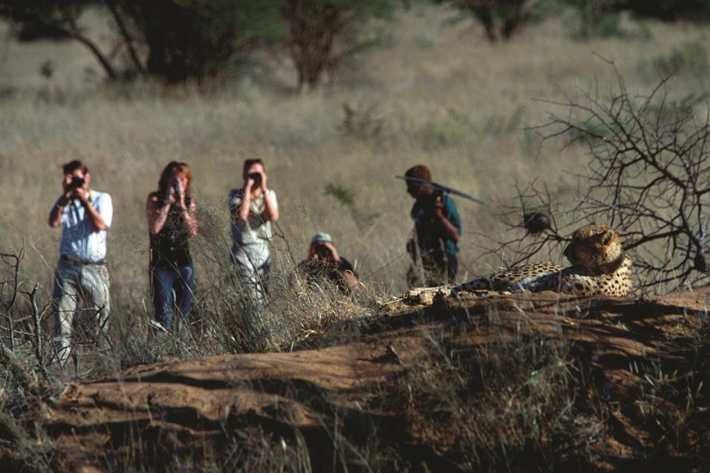 cheetah_tracking_on_foot_2