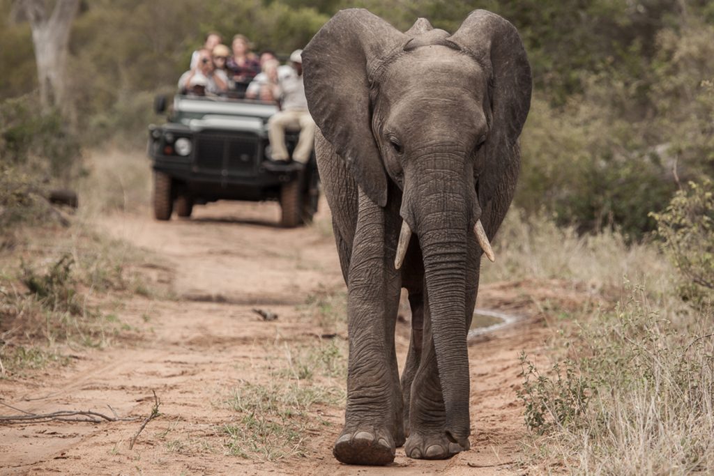 kambaku-river-sands-game-drive-1