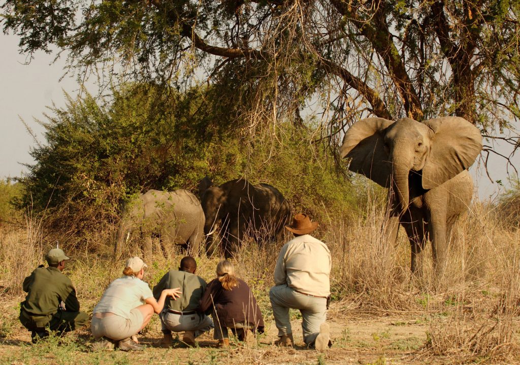 luangwa-1