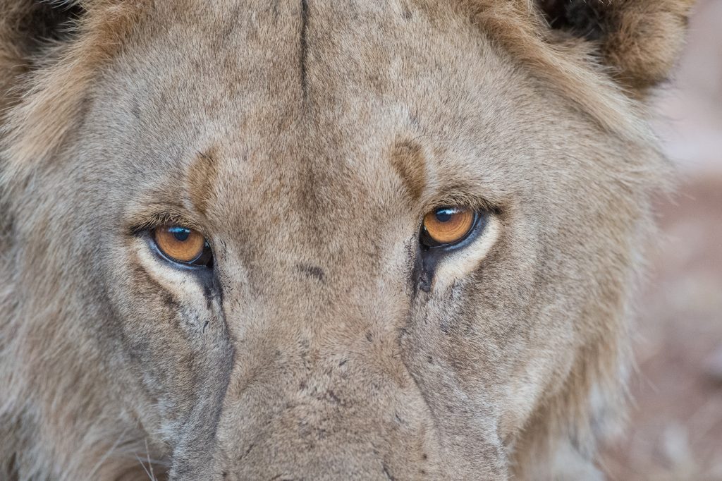 namibia_etosha_ongava_olwen-evans-3