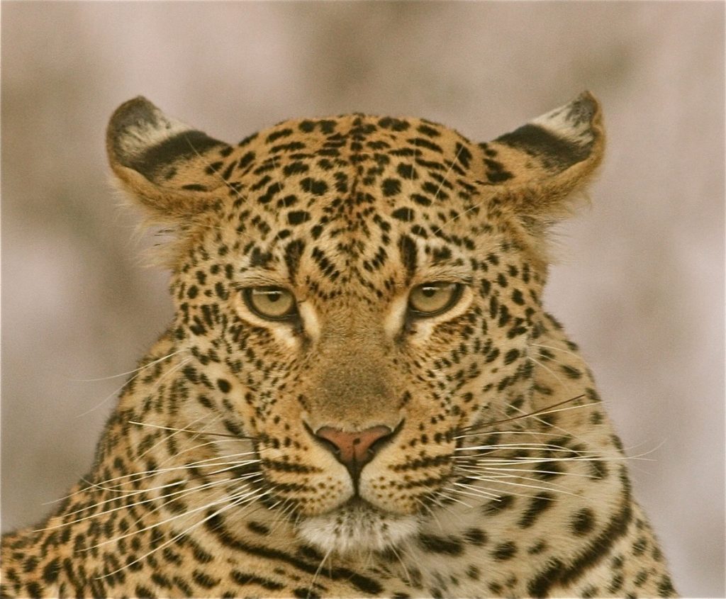 leopard