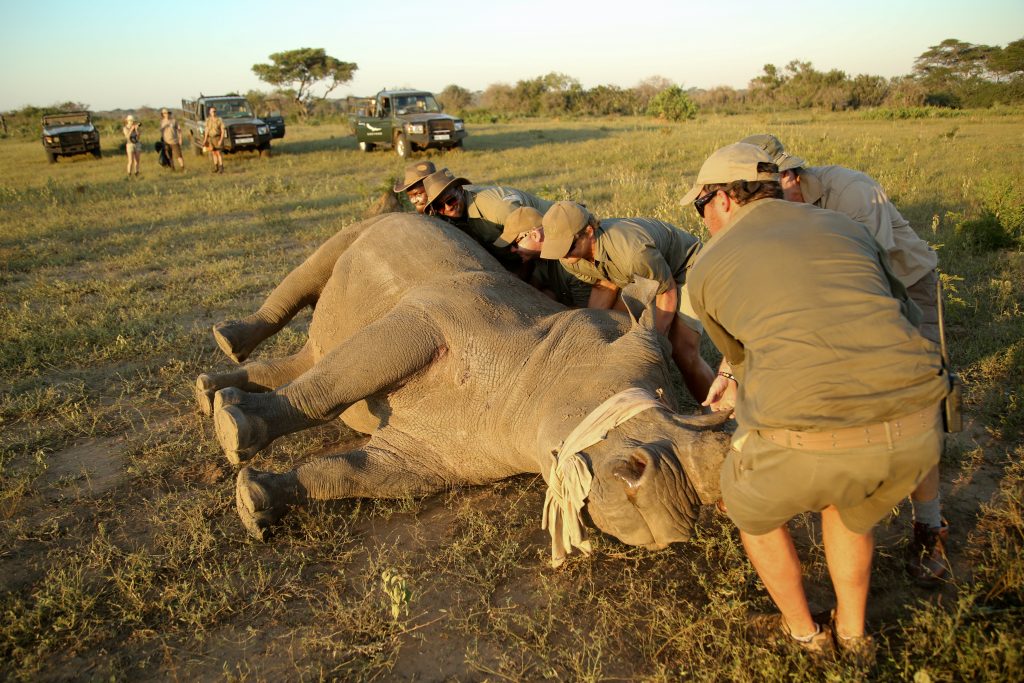 THE EMOTIONAL POWER OF RHINO NOTCHING - We Are Africa